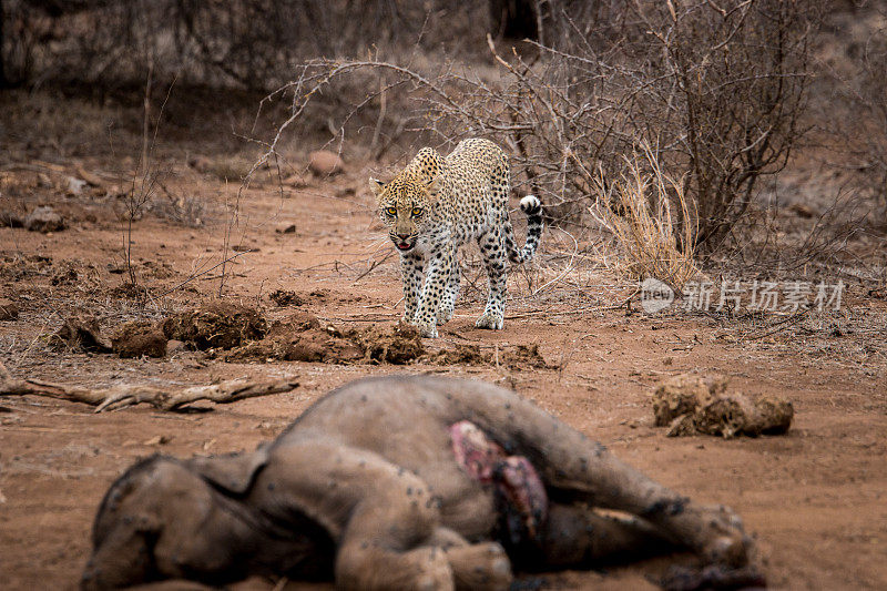 豹子走到克鲁格的大象尸体前