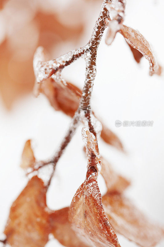 这是冬天被冰冻冰覆盖的棕色树叶的特写