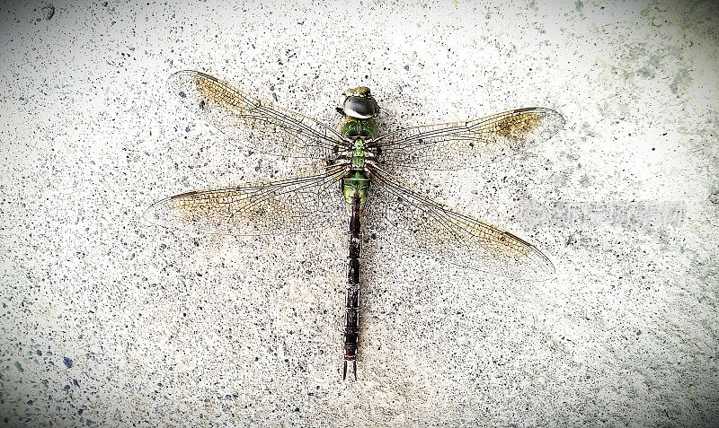 热人行道上的蜻蜓