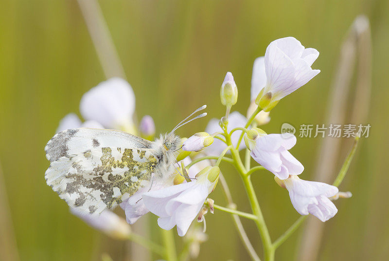 桔梗(红花)(女)