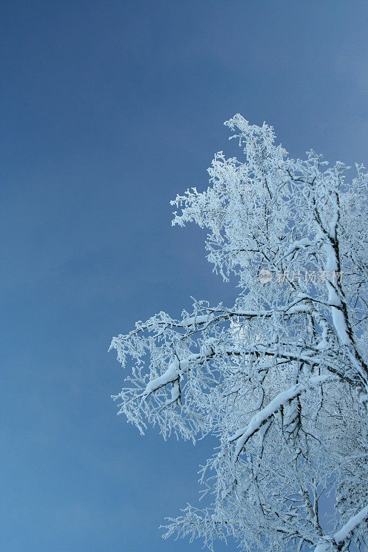 雪树