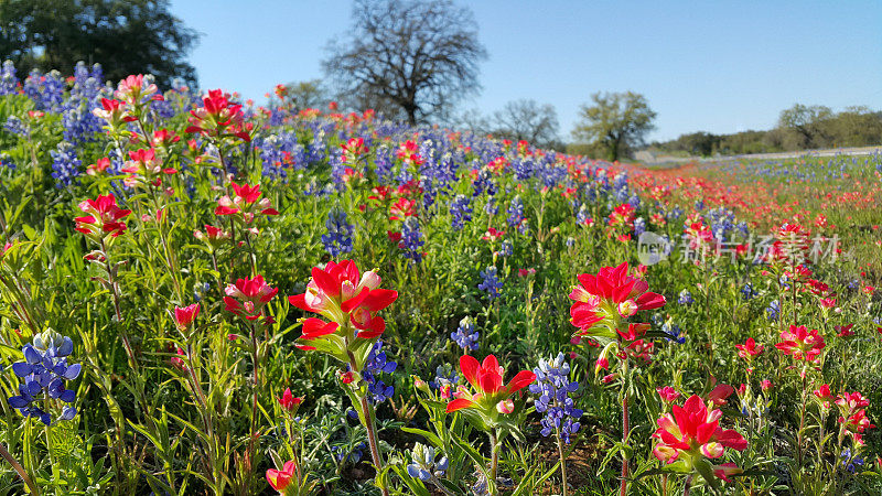 蓝矢车菊，印第安画笔，野花颜色，德克萨斯州丘陵地区