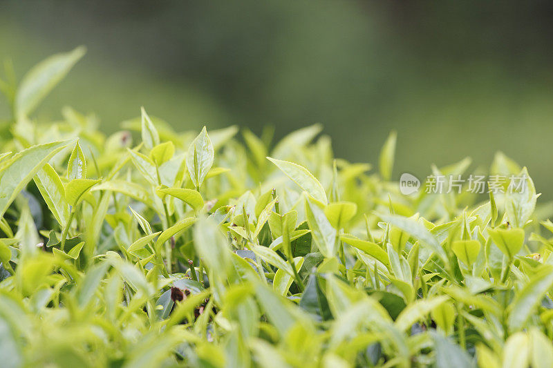 斯里兰卡锡兰种植园的新鲜绿茶叶子