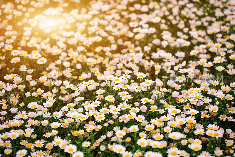 Oxeye雏菊的春天背景