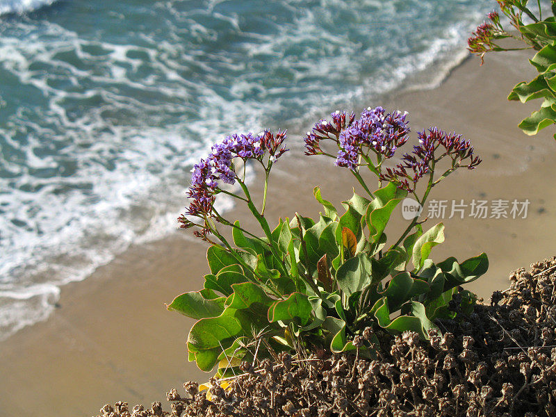 匙叶草属植物忽视