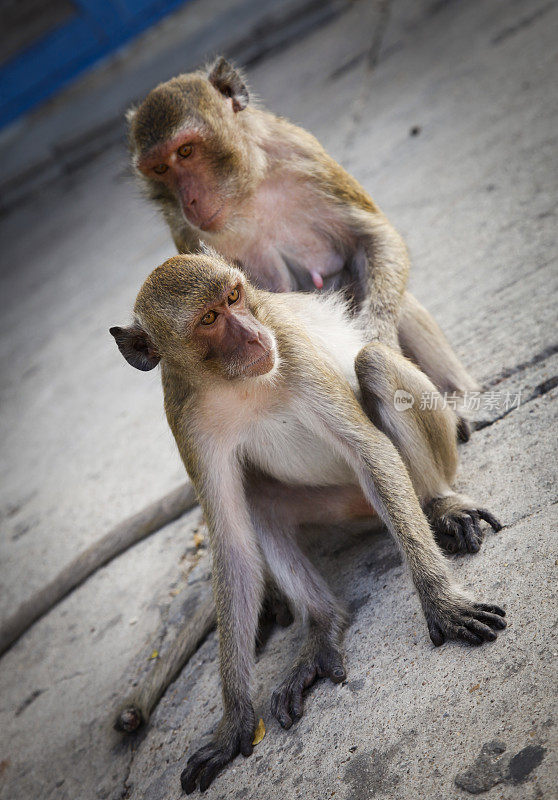 两只猴子