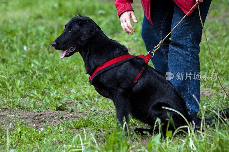 平涂寻回犬