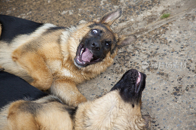 德国牧羊犬小狗玩耍