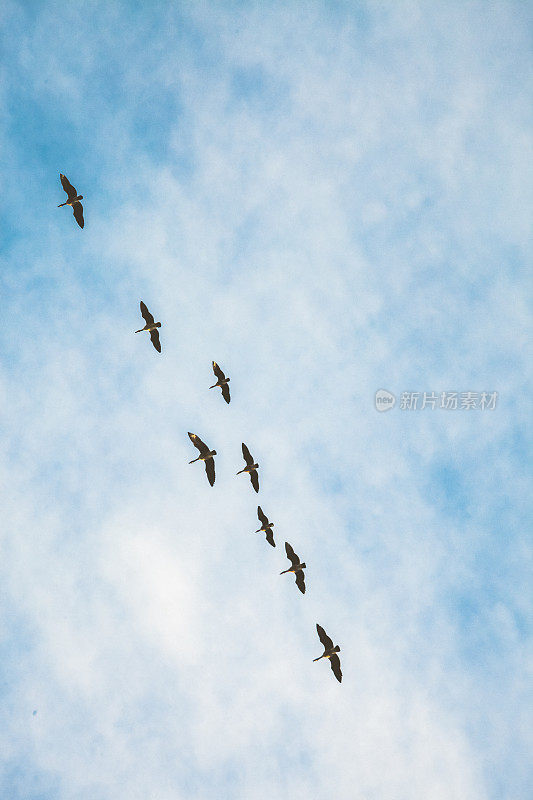 一群加拿大鹅飞过天空-自然背景