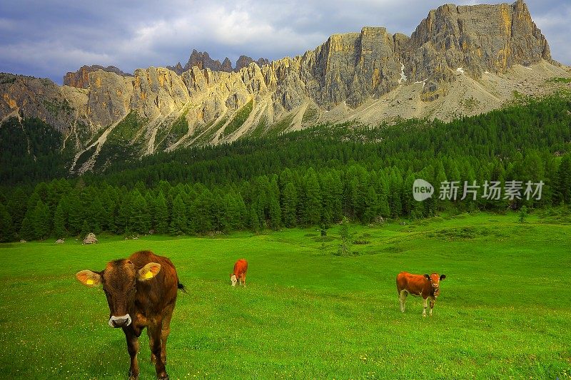 奶牛，焦山口，科尔蒂纳草地日落，白云石，意大利泰洛阿尔卑斯山