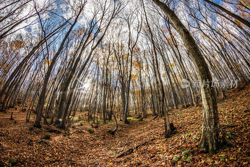 森林景观与山毛榉树秋季库存形象