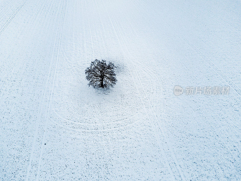 鸟瞰积雪覆盖的田野和一棵树