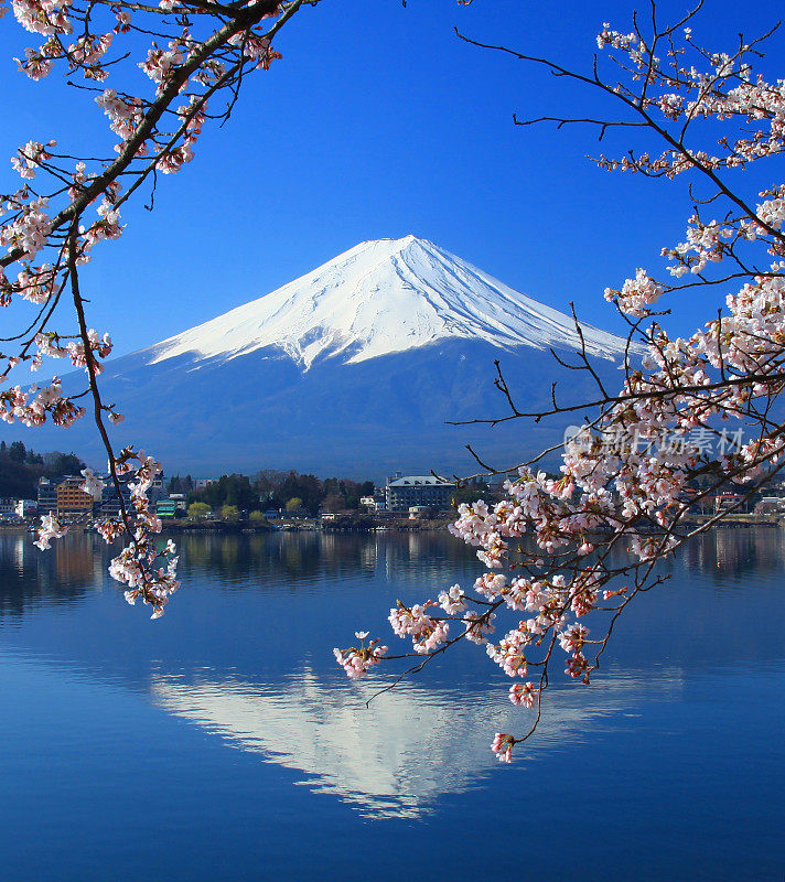 樱花在湖和富士山前盛开