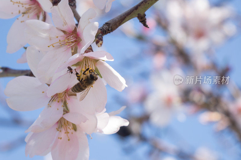 蓝天上白杏花上的蜜蜂