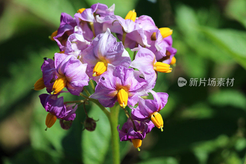 马铃薯植株生长在蔬菜园里，紫薯花形