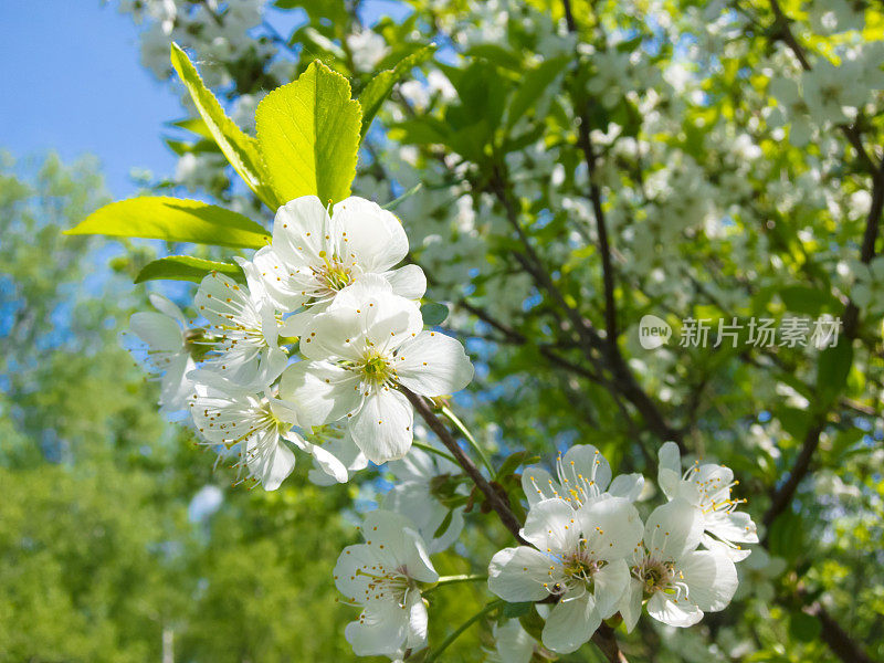 苹果花枝