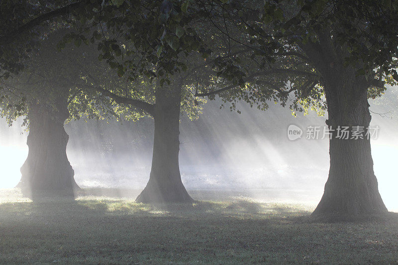 秋雾中三棵树和斜射的阳光