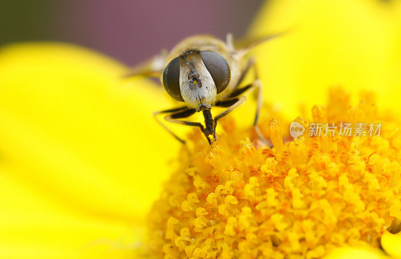 蚜蝇在黄甘菊上