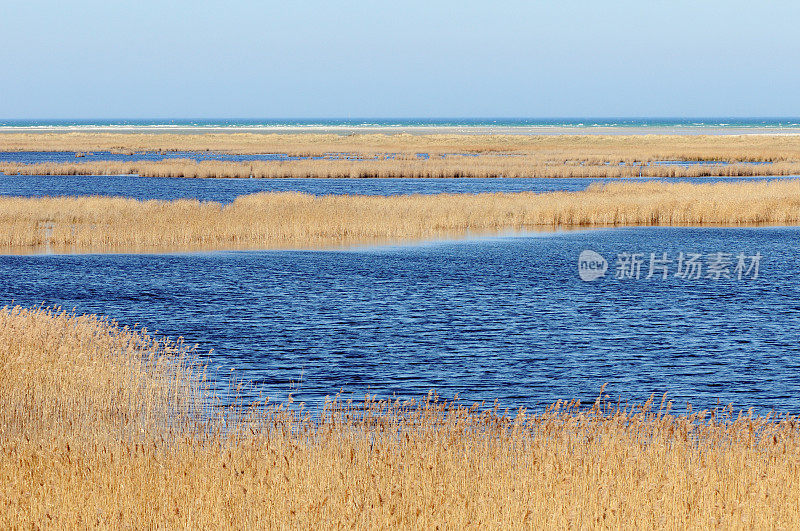 波罗的海海滩达尔瑟港的芦苇和水域景观(达尔斯半岛-梅克伦堡-沃波莫伦)