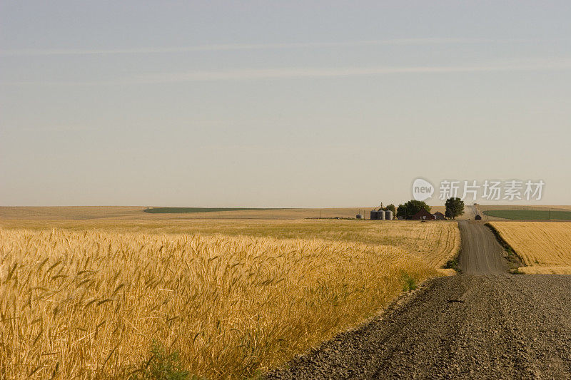 通往小麦之路