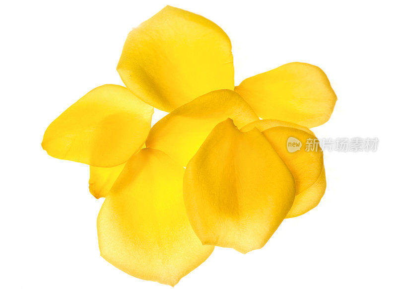 黄色的玫瑰花瓣