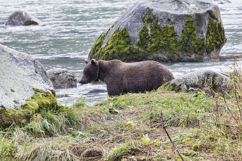 阿拉斯加河附近带着GPS项圈的母灰熊