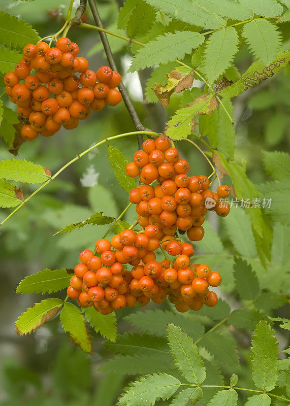 花楸、花楸橙莓