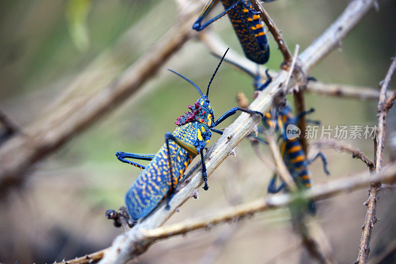 马达加斯加:伊萨罗国家公园里的彩虹丛林蝗