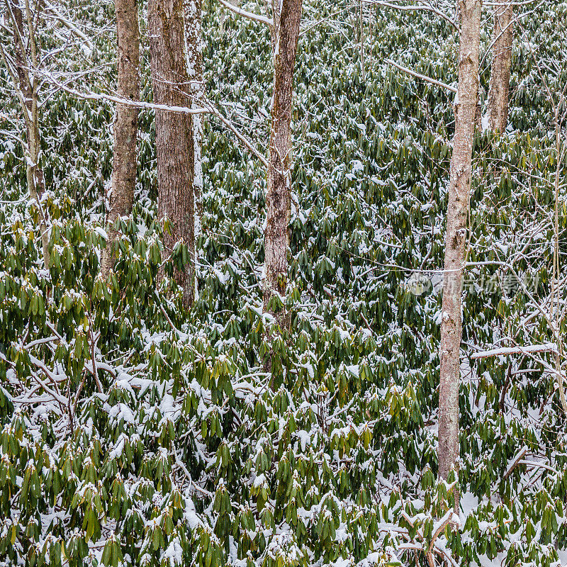 雪下的冬日森林