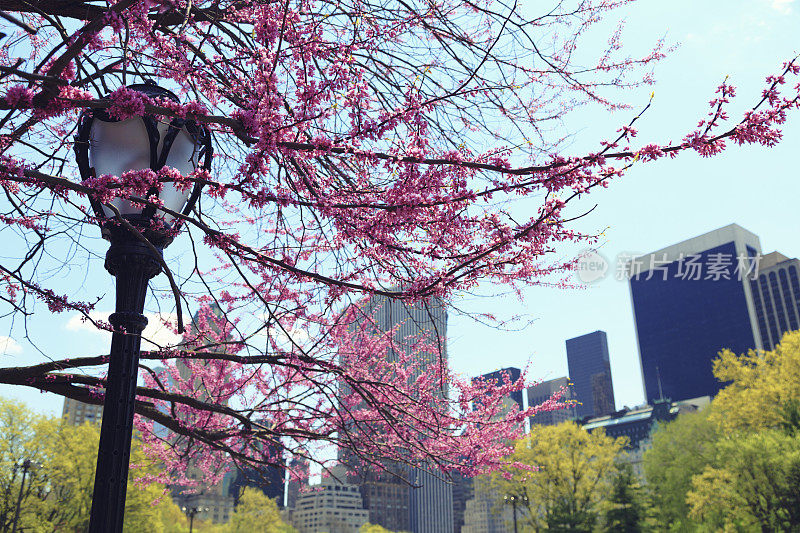 纽约曼哈顿中央公园的春天