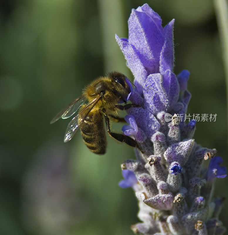 蜜蜂授粉