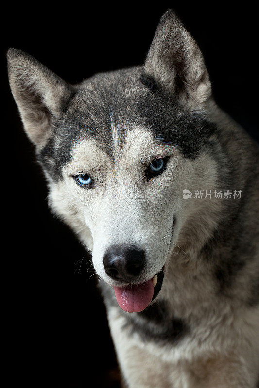 西伯利亚雪橇犬