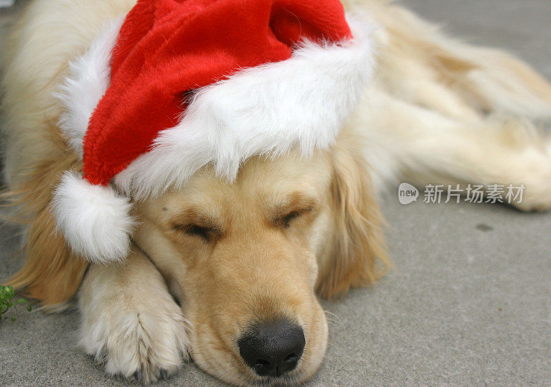 圣诞狗睡觉