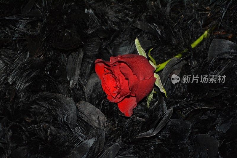 红玫瑰躺在黑羽毛上