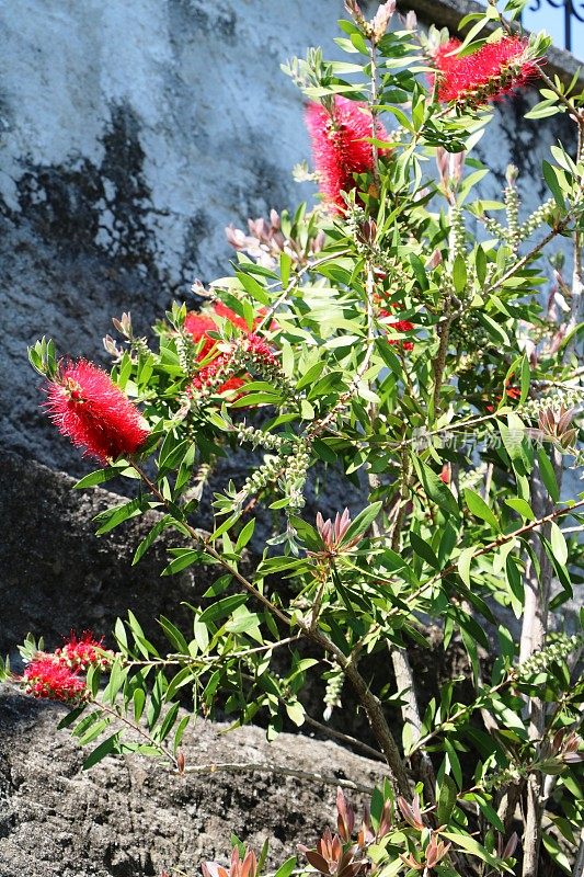 瓶刷花是澳大利亚在意大利的一种本土植物