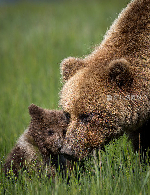 熊和幼崽