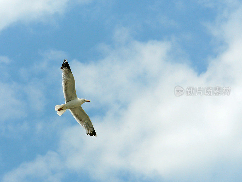 展翅翱翔的海鸥