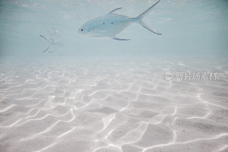 马尔代夫水下海洋生物世界