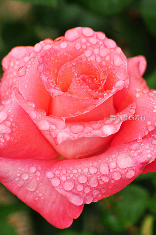 雨后玫瑰