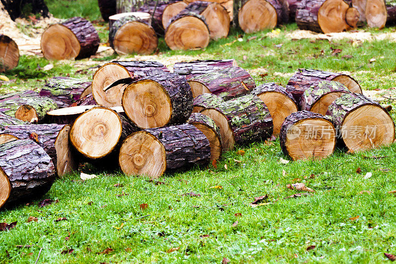 草地上一堆砍过的木头