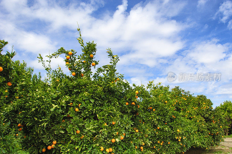 脐橙树园