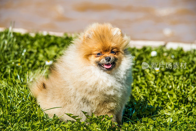 美丽的雌性博美犬