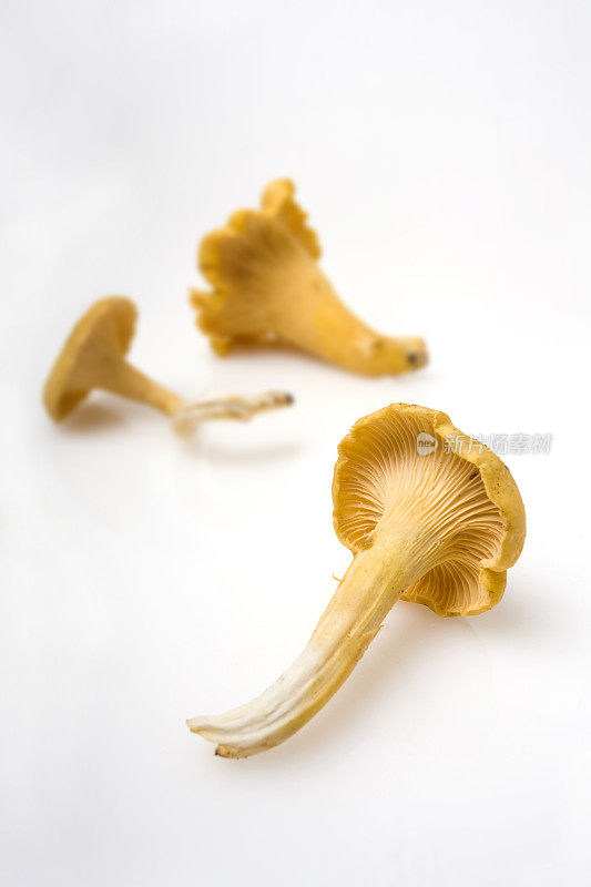 金色的鸡油菌菇