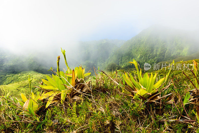 马提尼克岛贝利山的植被