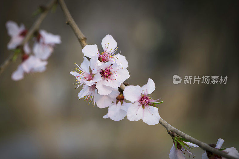 樱花樱花