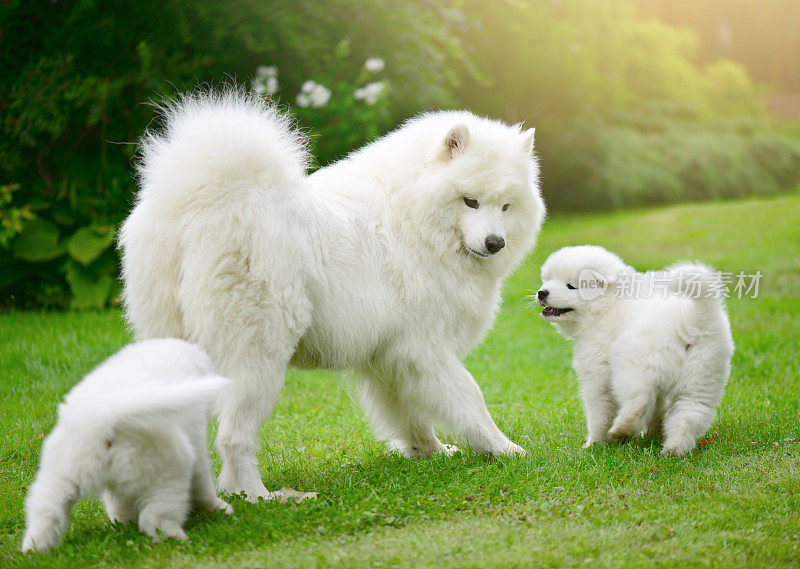萨摩耶狗和小狗