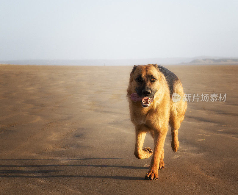 年轻的狗在海滩上奔跑