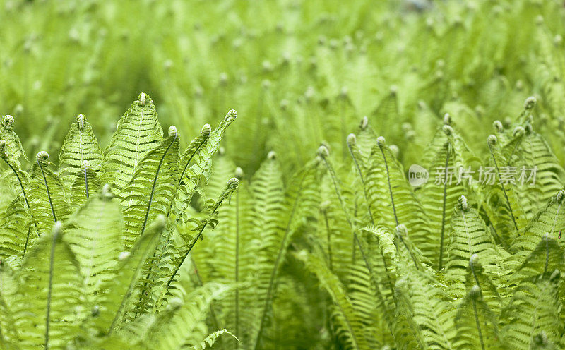 蕨类植物