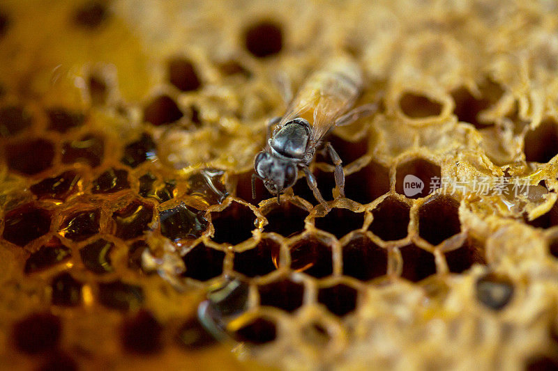 泰国蜜蜂和蜂巢的细节