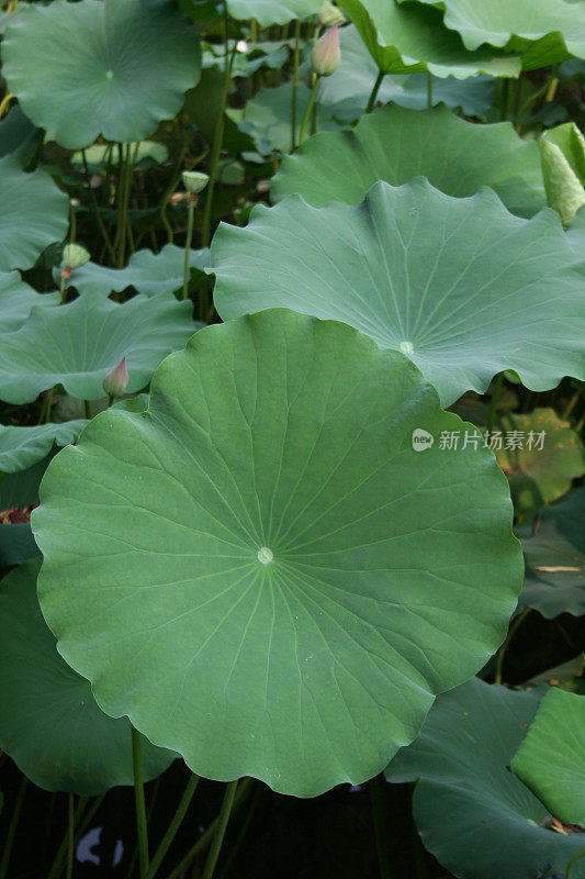 莲花的植物